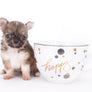Lilly Bella Micro Teacup Girl