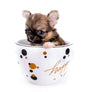 Lilly Bella Micro Teacup Girl