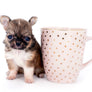 Lilly Bella Micro Teacup Girl