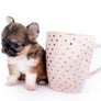 Lilly Bella Micro Teacup Girl