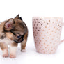 Lilly Bella Micro Teacup Girl