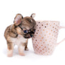 Lilly Bella Micro Teacup Girl