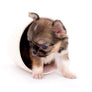 Lilly Bella Micro Teacup Girl
