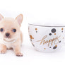 Arian Micro Teacup Extreme Short Muzzle Boy