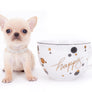 Arian Micro Teacup Extreme Short Muzzle Boy