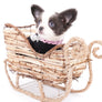 Rome Blue Lavender Blue Eyes Micro