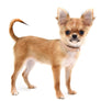 Adele Extreme Short Muzzle Doll Face Micro Girl