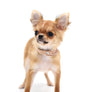 Adele Extreme Short Muzzle Doll Face Micro Girl