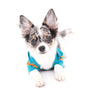 Marlon Micro Blue Merle Boy
