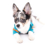 Marlon Micro Blue Merle Boy