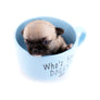 Milan West Teacup SC Blue Fawn Boy