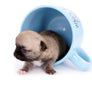 Milan West Teacup SC Blue Fawn Boy