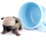 Milan West Teacup SC Blue Fawn Boy