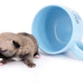 Milan West Teacup SC Blue Fawn Boy