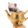 Milan West Teacup SC Blue Fawn Boy