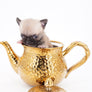 Milan West Teacup SC Blue Fawn Boy