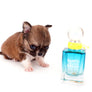 Miny is a micro teacup LC Sable Boy