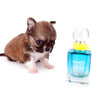 Miny is a micro teacup LC Sable Boy