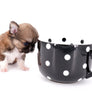 Miny is a micro teacup LC Sable Boy