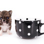 Miny is a micro teacup LC Sable Boy