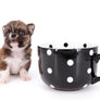 Miny is a micro teacup LC Sable Boy