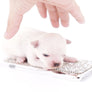 Suri Micro Teacup LC White Boy