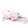 Suri Micro Teacup LC White Boy