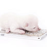Suri Micro Teacup LC White Boy