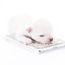 Suri Micro Teacup LC White Boy