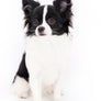 Panda LC Boy