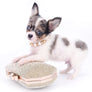 Marlon Micro Blue Merle Boy