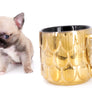 Milan West Teacup SC Blue Fawn Boy