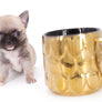 Milan West Teacup SC Blue Fawn Boy