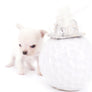 Suri Micro Teacup LC White Boy
