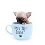 Milan West Teacup SC Blue Fawn Boy