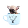 Milan West Teacup SC Blue Fawn Boy