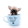Milan West Teacup SC Blue Fawn Boy