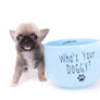 Milan West Teacup SC Blue Fawn Boy