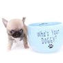 Milan West Teacup SC Blue Fawn Boy