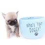 Milan West Teacup SC Blue Fawn Boy