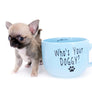 Milan West Teacup SC Blue Fawn Boy