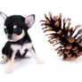 Micro Tricolor SC Boy