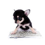 Micro Tricolor SC Boy