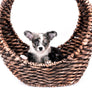 Marly Blue Merle LC Teacup Boy