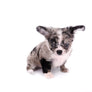 Marly Blue Merle LC Teacup Boy