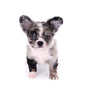 Marly Blue Merle LC Teacup Boy