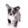 Marly Blue Merle LC Teacup Boy