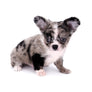Marly Blue Merle LC Teacup Boy