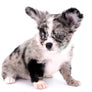 Marly Blue Merle LC Teacup Boy