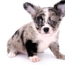 Marly Blue Merle LC Teacup Boy